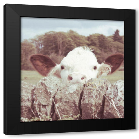 Peek-a-Boo Cow Black Modern Wood Framed Art Print by Hyler, JB