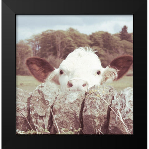 Peek-a-Boo Cow Black Modern Wood Framed Art Print by Hyler, JB