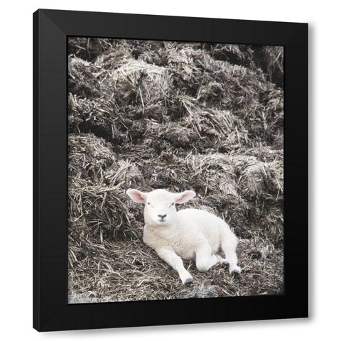Sheep Vibes Black Modern Wood Framed Art Print with Double Matting by Hyler, JB