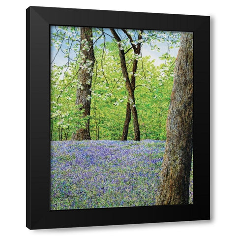 Blue Bells Black Modern Wood Framed Art Print by Redding, James