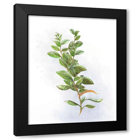 Fresh Herbs V Black Modern Wood Framed Art Print with Double Matting by Diannart