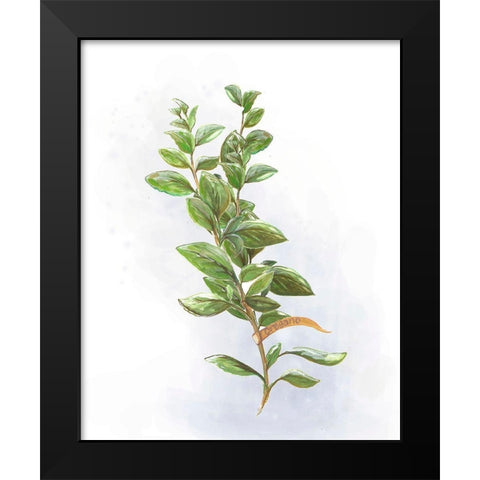 Fresh Herbs V Black Modern Wood Framed Art Print by Diannart