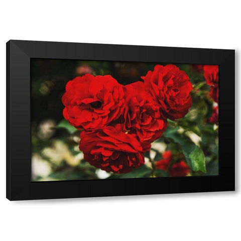 Rose Bunches Black Modern Wood Framed Art Print with Double Matting by Stewart, Wil
