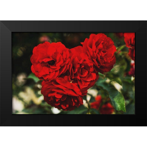 Rose Bunches Black Modern Wood Framed Art Print by Stewart, Wil