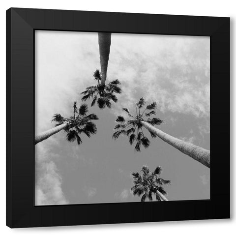Tropical Gaze Black Modern Wood Framed Art Print by Stewart, Wil