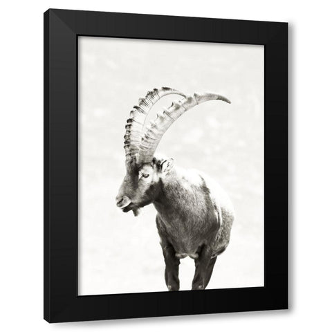 Mountain Goat Black Modern Wood Framed Art Print with Double Matting by SD Graphics Studio