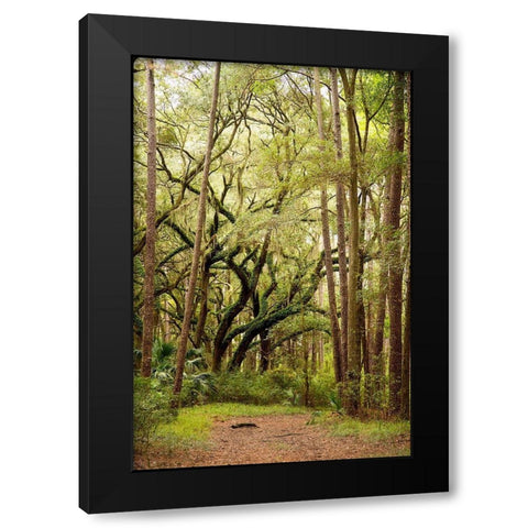 Grand Forest I Black Modern Wood Framed Art Print by Mansfield, Kathy