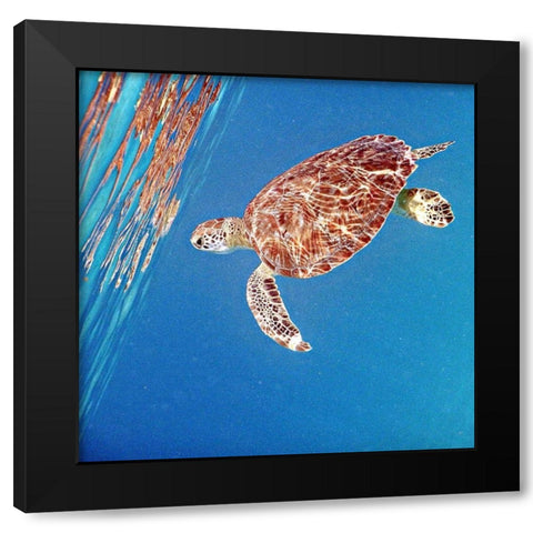 Underwater Depths II Black Modern Wood Framed Art Print with Double Matting by Mansfield, Kathy