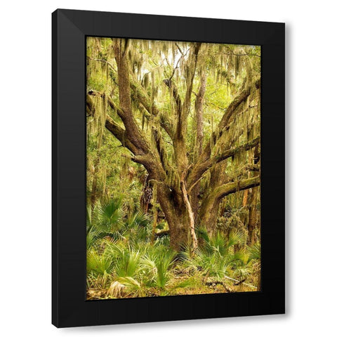 Grand Forest II Black Modern Wood Framed Art Print by Mansfield, Kathy