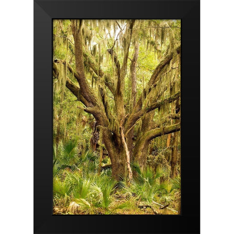 Grand Forest II Black Modern Wood Framed Art Print by Mansfield, Kathy