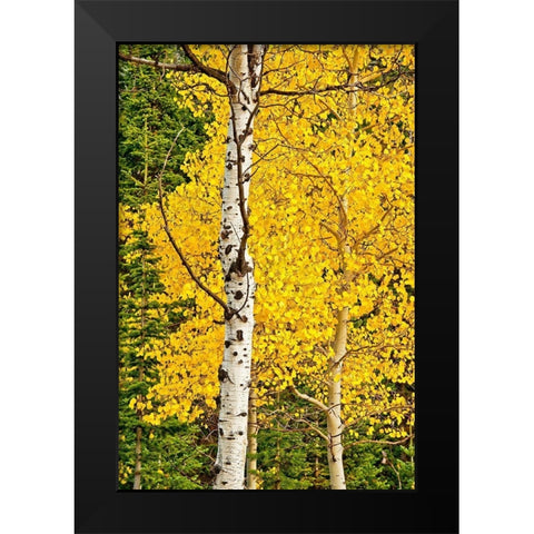 Sunny Blooms Black Modern Wood Framed Art Print by Nawrocke, Bruce