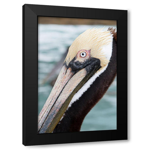 Bayside Pelican Black Modern Wood Framed Art Print with Double Matting by ODell, Debbie