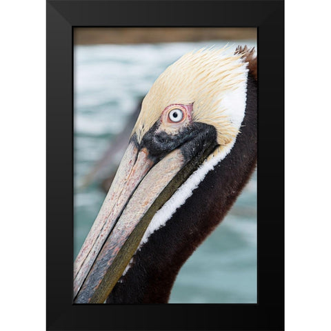 Bayside Pelican Black Modern Wood Framed Art Print by ODell, Debbie