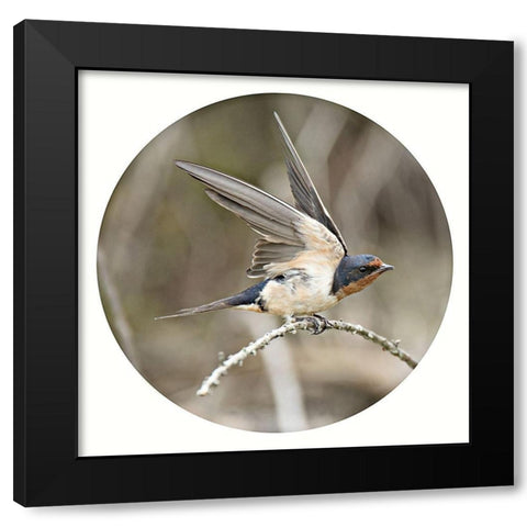 Ready Set Fly Black Modern Wood Framed Art Print by ODell, Debbie