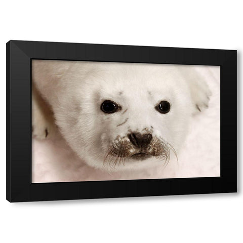 Arctic Seal Pup Black Modern Wood Framed Art Print by Mansfield, Kathy