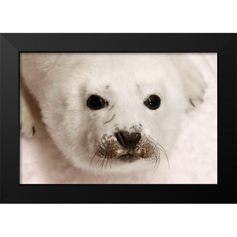 Arctic Seal Pup Black Modern Wood Framed Art Print by Mansfield, Kathy