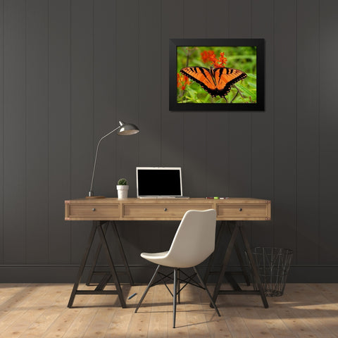 Metallic Butterfly Black Modern Wood Framed Art Print by Mansfield, Kathy