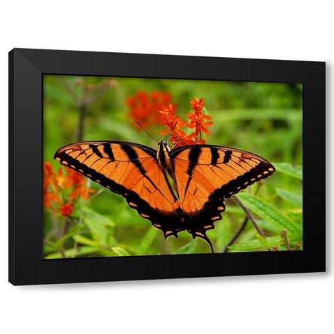 Metallic Butterfly Black Modern Wood Framed Art Print by Mansfield, Kathy