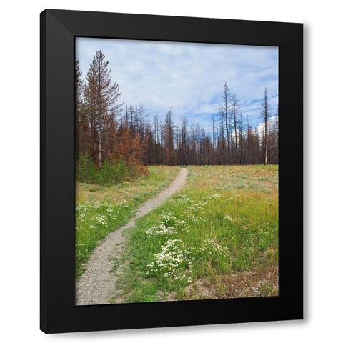 Nature Path Black Modern Wood Framed Art Print by Peck, Gail