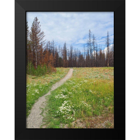 Nature Path Black Modern Wood Framed Art Print by Peck, Gail