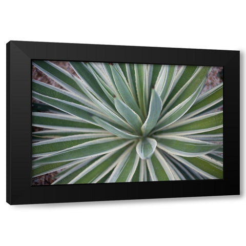 Where the Cactus Grow I Black Modern Wood Framed Art Print by Bryant, Susan