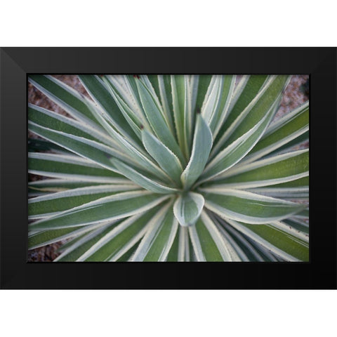 Where the Cactus Grow I Black Modern Wood Framed Art Print by Bryant, Susan