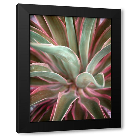 Pink Agave Black Modern Wood Framed Art Print by Bryant, Susan