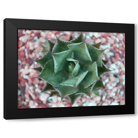 Agave Shot Black Modern Wood Framed Art Print by Bryant, Susan