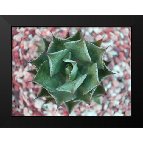Agave Shot Black Modern Wood Framed Art Print by Bryant, Susan