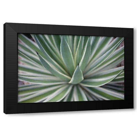 Where the Cactus Grow II Black Modern Wood Framed Art Print by Bryant, Susan
