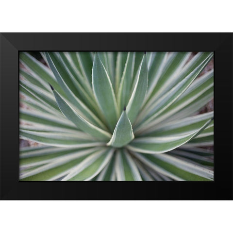 Where the Cactus Grow II Black Modern Wood Framed Art Print by Bryant, Susan