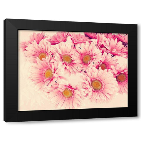 Pink Daisies II Black Modern Wood Framed Art Print with Double Matting by Navas, Emily