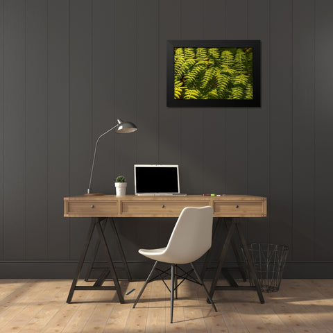 Ferns I Black Modern Wood Framed Art Print by Amos, Andy