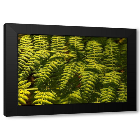 Ferns I Black Modern Wood Framed Art Print by Amos, Andy