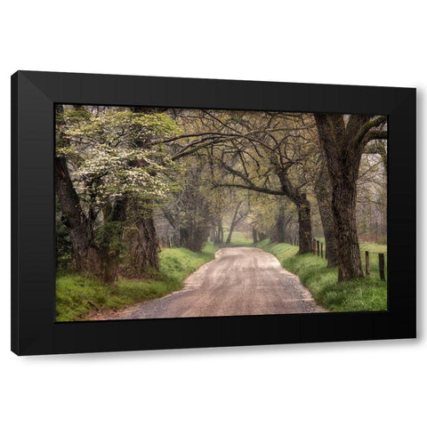 Nature Trail Walks Black Modern Wood Framed Art Print with Double Matting by Amos, Andy