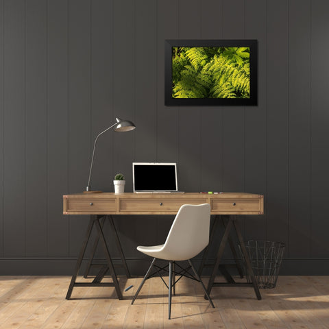 Ferns II Black Modern Wood Framed Art Print by Amos, Andy