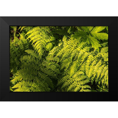 Ferns II Black Modern Wood Framed Art Print by Amos, Andy