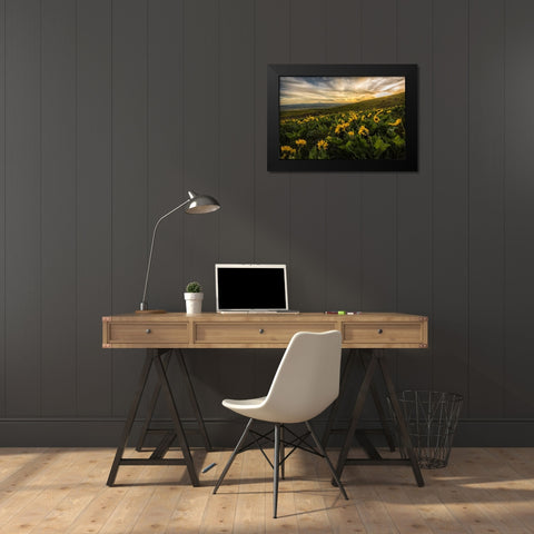Sunflower Field Black Modern Wood Framed Art Print by Amos, Andy