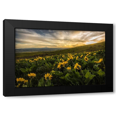 Sunflower Field Black Modern Wood Framed Art Print with Double Matting by Amos, Andy