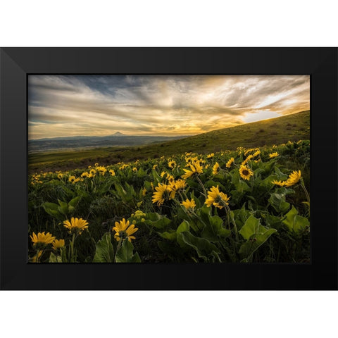 Sunflower Field Black Modern Wood Framed Art Print by Amos, Andy