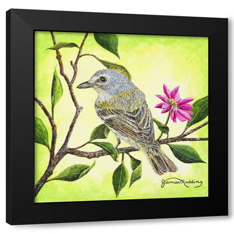 Tropical Bird Black Modern Wood Framed Art Print with Double Matting by Redding, James