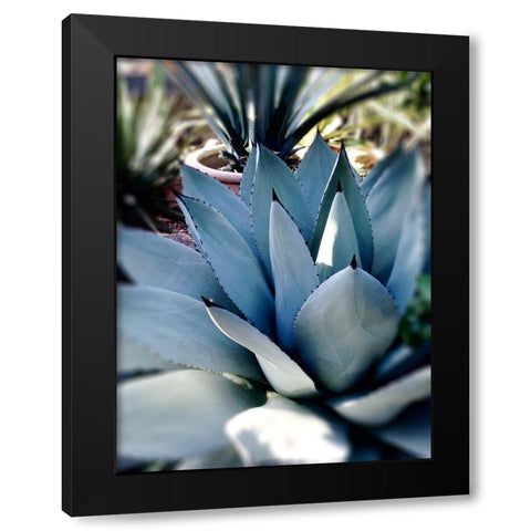Giant Succulent II Black Modern Wood Framed Art Print with Double Matting by Wilson, Kali