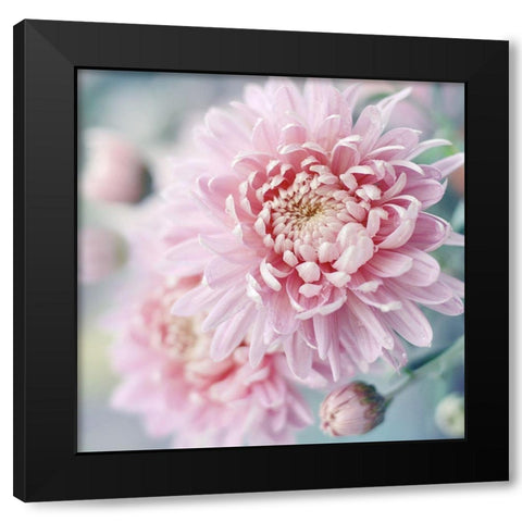 Romantic Blossom Black Modern Wood Framed Art Print with Double Matting by Gardner, Sarah