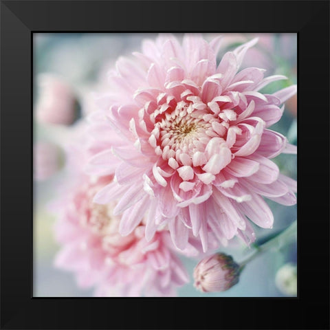 Romantic Blossom Black Modern Wood Framed Art Print by Gardner, Sarah