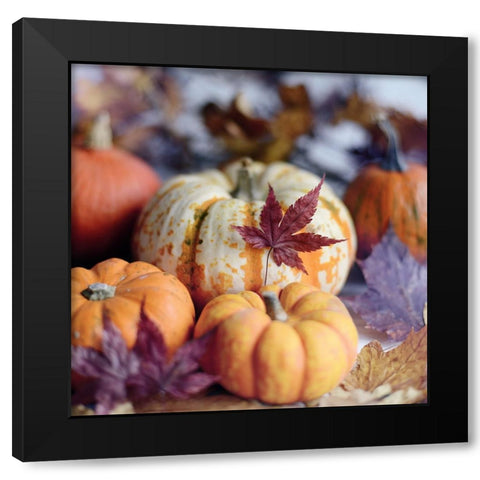 A Bright Harvest II Black Modern Wood Framed Art Print by Gardner, Sarah