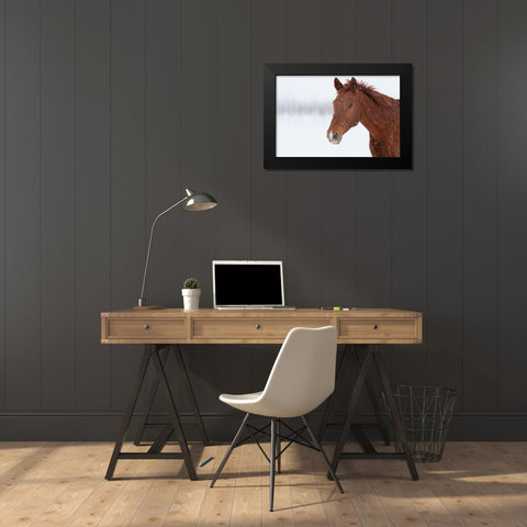 Brown Steed in Winter Black Modern Wood Framed Art Print by Walker, Carol