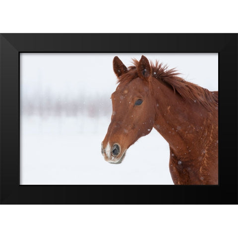 Brown Steed in Winter Black Modern Wood Framed Art Print by Walker, Carol
