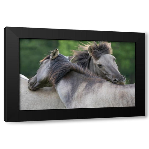 Caring Horses Black Modern Wood Framed Art Print by Walker, Carol