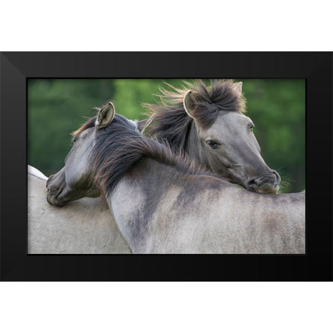 Caring Horses Black Modern Wood Framed Art Print by Walker, Carol