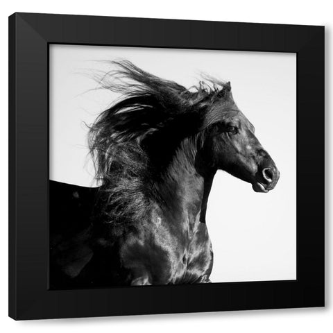 Black Horse Black Modern Wood Framed Art Print with Double Matting by Walker, Carol